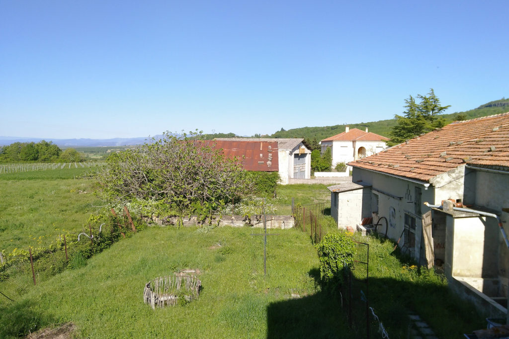 Des vaches dans les pétunias